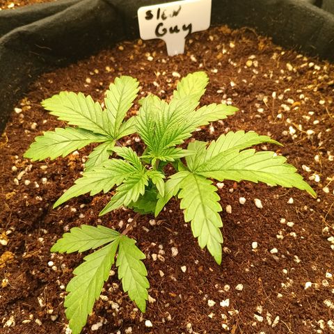 Slow Guy growlog timeline photo