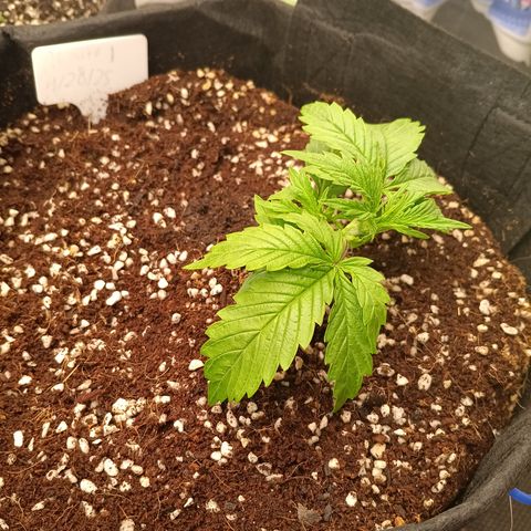 Northern Lights Auto 1 growlog timeline photo
