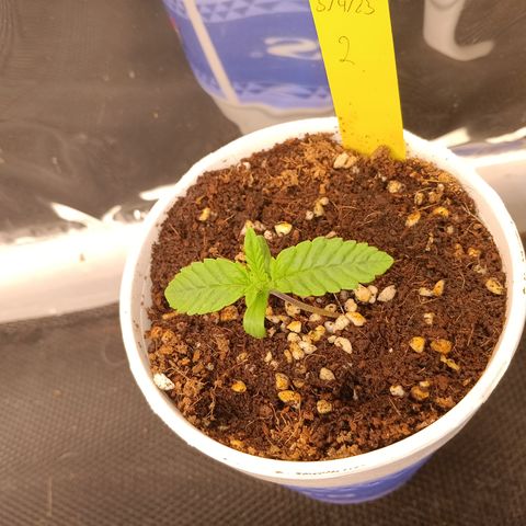 NYC Diesel Auto 2 growlog timeline photo