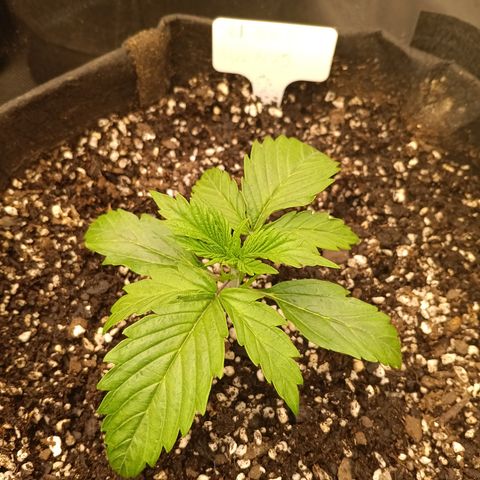 Northern Lights Auto 2 growlog timeline photo