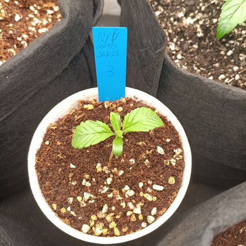 NYC Diesel Auto 3 growlog timeline photo