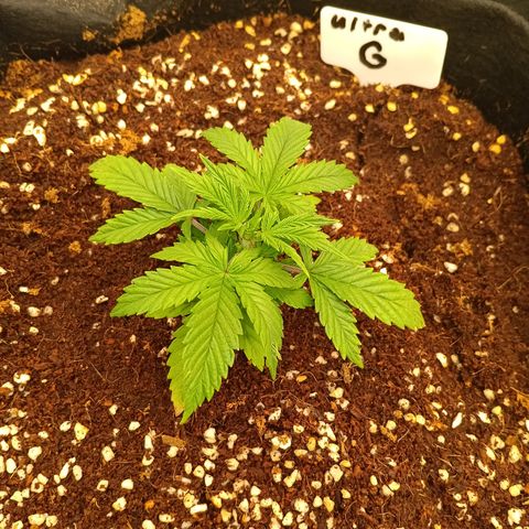 Ultra G growlog timeline photo