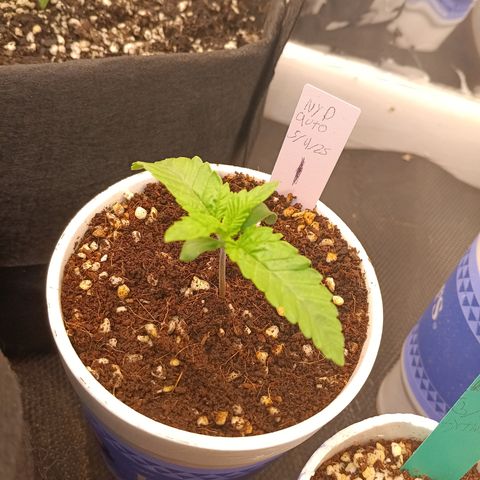 NYC Diesel Auto 1 growlog timeline photo