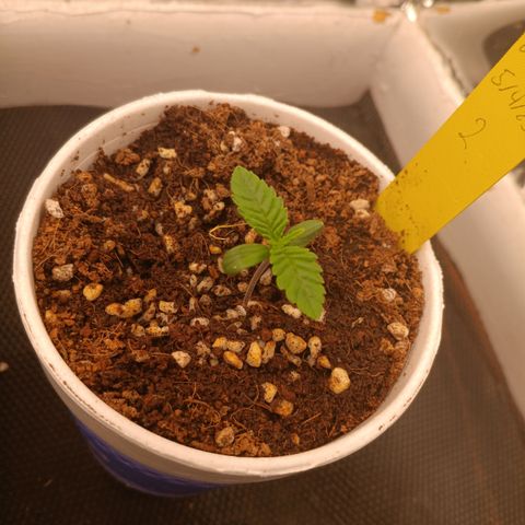 NYC Diesel Auto 2 growlog timeline photo