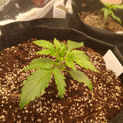 Northern Lights Auto 1 growlog timeline photo