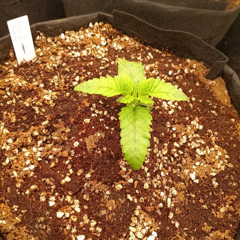 NYC Diesel Auto 1 growlog timeline photo