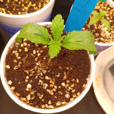 NYC Diesel Auto 3 growlog timeline photo