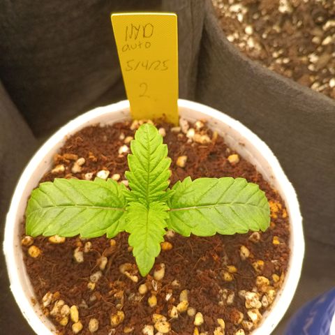 NYC Diesel Auto 2 growlog timeline photo
