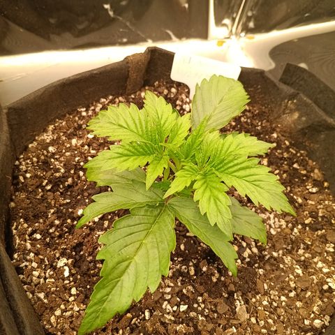Northern Lights Auto 2 growlog timeline photo