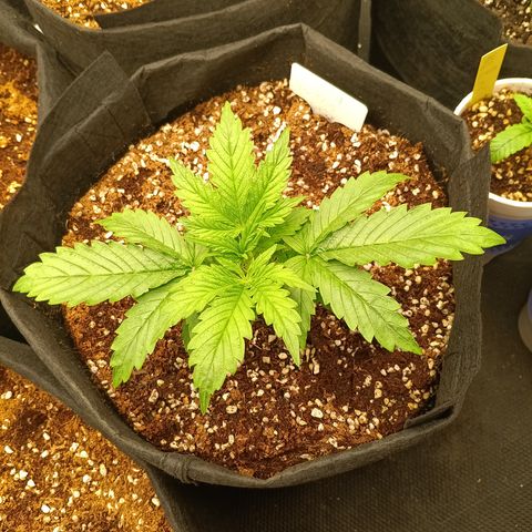 Northern Lights Auto 1 growlog timeline photo