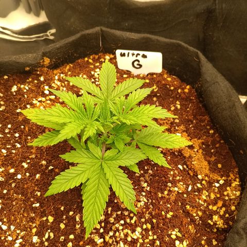 Ultra G growlog timeline photo