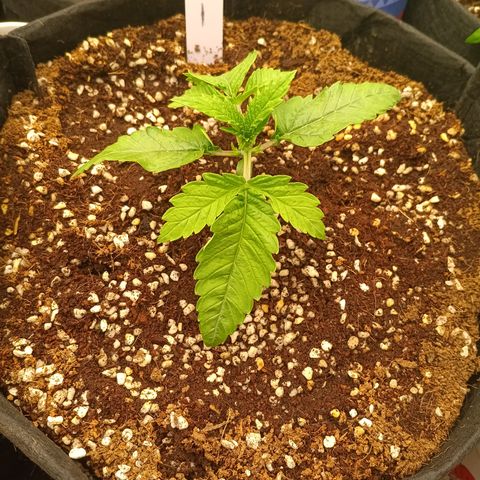 NYC Diesel Auto 1 growlog timeline photo