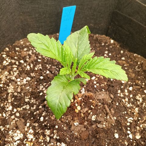 NYC Diesel Auto 3 growlog timeline photo