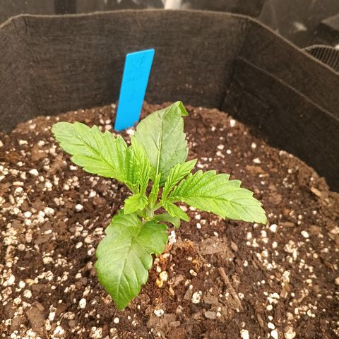 NYC Diesel Auto 3 growlog timeline photo