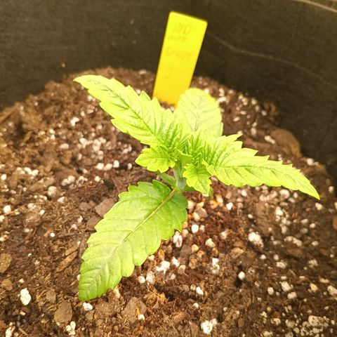 NYC Diesel Auto 2 growlog timeline photo