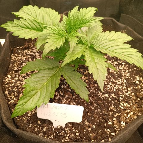 Northern Lights Auto 2 growlog timeline photo