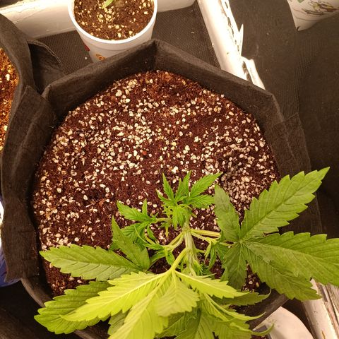 Northern Lights Auto 1 growlog timeline photo