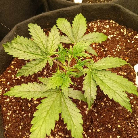Slow Guy growlog timeline photo