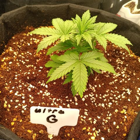 Ultra G growlog timeline photo