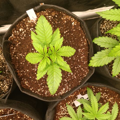 NYC Diesel Auto 1 growlog timeline photo