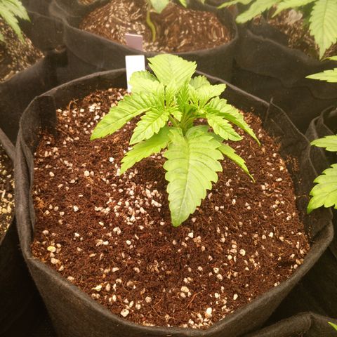 NYC Diesel Auto 1 growlog timeline photo