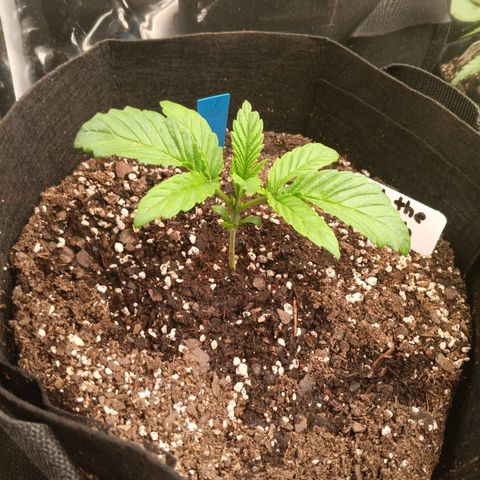 NYC Diesel Auto 3 growlog timeline photo