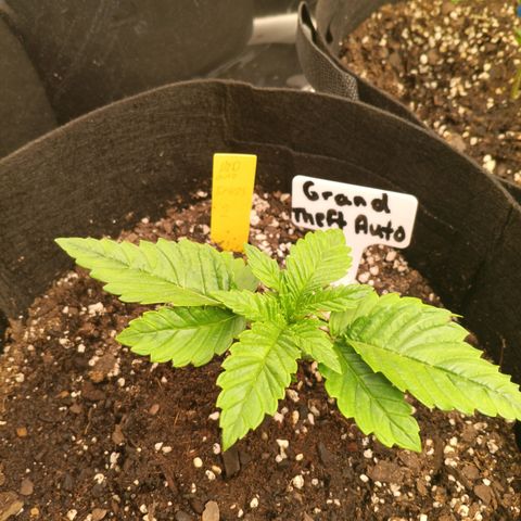 NYC Diesel Auto 2 growlog timeline photo