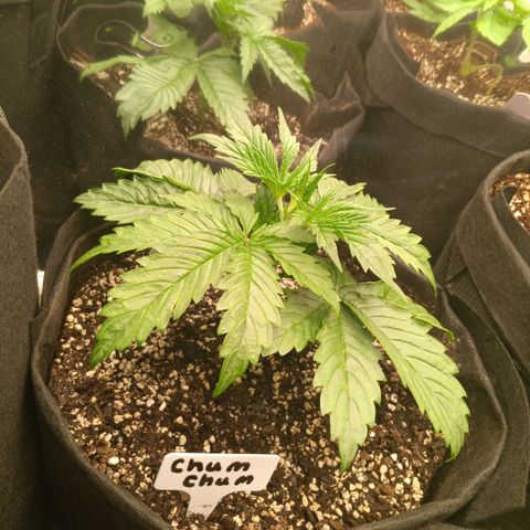 Northern Lights Auto 2 growlog timeline photo