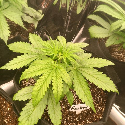 Northern Lights Auto 1 growlog timeline photo
