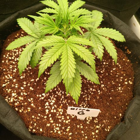 Ultra G growlog timeline photo
