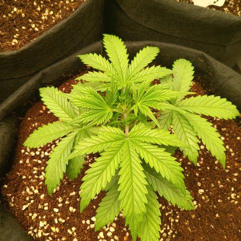Ultra G growlog timeline photo