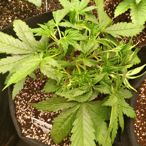 Northern Lights Auto 1 growlog timeline photo