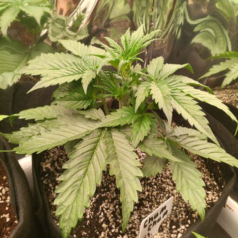 Northern Lights Auto 2 growlog timeline photo
