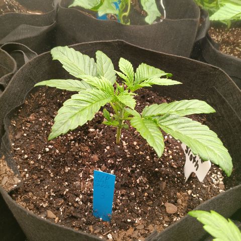 NYC Diesel Auto 3 growlog timeline photo