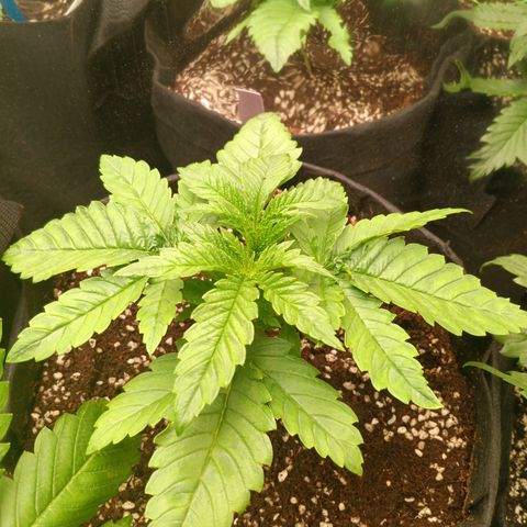 NYC Diesel Auto 1 growlog timeline photo