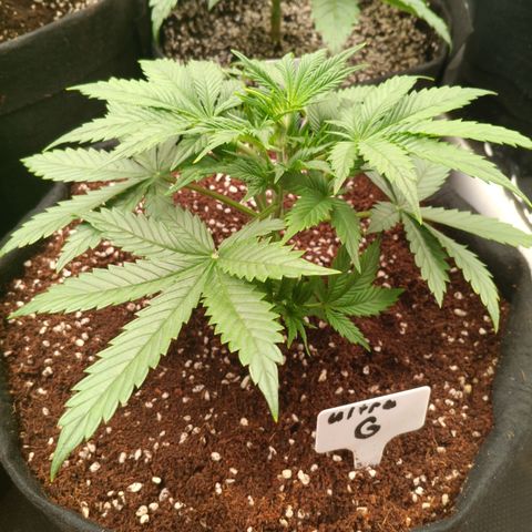 Ultra G growlog timeline photo