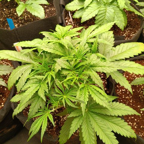 Northern Lights Auto 1 growlog timeline photo