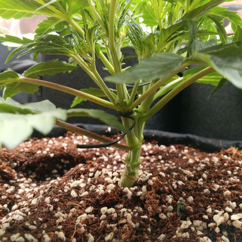 Slow Guy growlog timeline photo