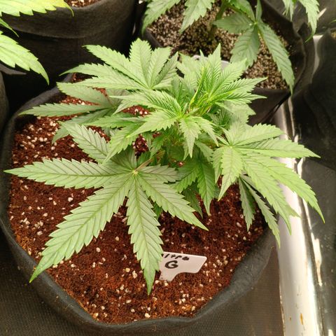 Ultra G growlog timeline photo