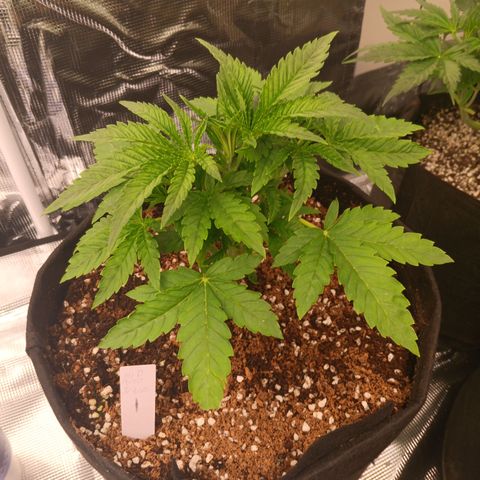 NYC Diesel Auto 1 growlog timeline photo