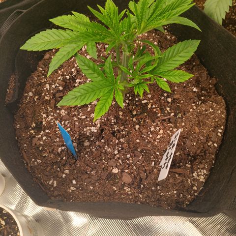 NYC Diesel Auto 3 growlog timeline photo