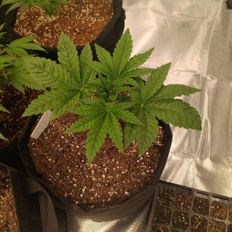 NYC Diesel Auto 2 growlog timeline photo