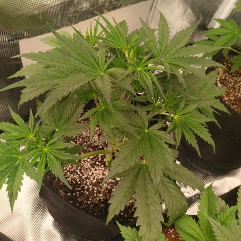 Northern Lights Auto 2 growlog timeline photo