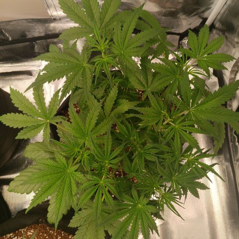Northern Lights Auto 1 growlog timeline photo