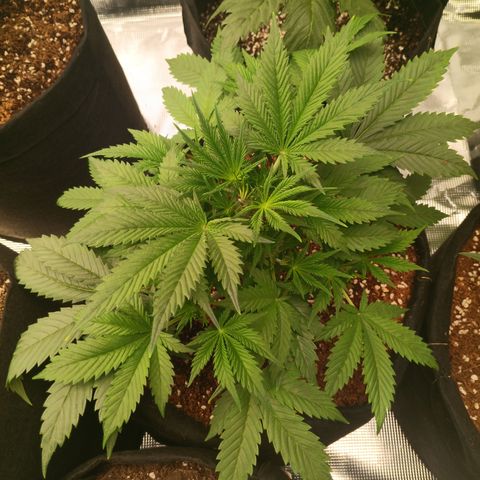 Ultra G growlog timeline photo