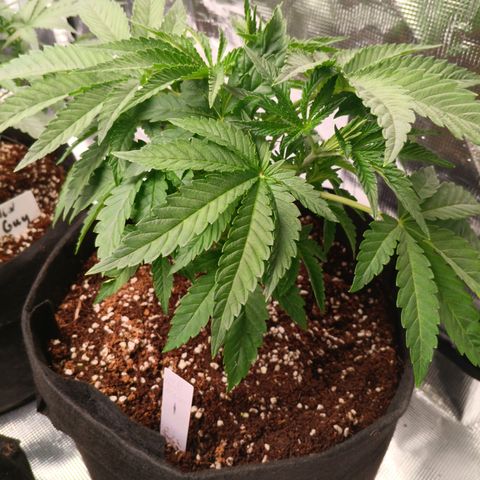 NYC Diesel Auto 1 growlog timeline photo