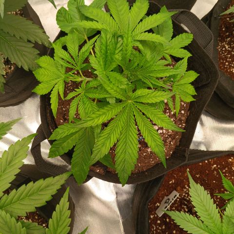 NYC Diesel Auto 3 growlog timeline photo