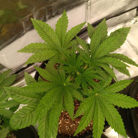 NYC Diesel Auto 2 growlog timeline photo