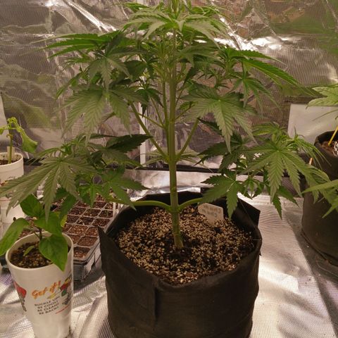 Northern Lights Auto 2 growlog timeline photo