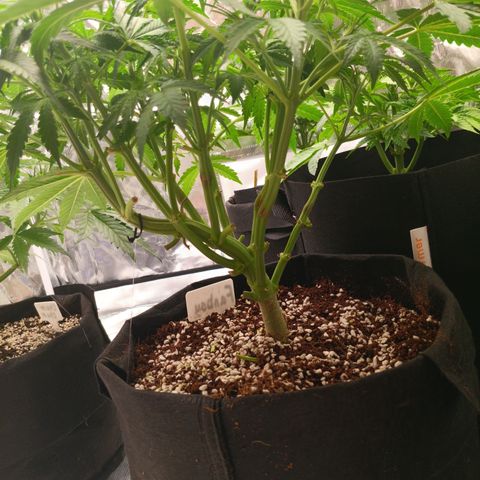 Northern Lights Auto 1 growlog timeline photo